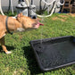 ☀️💥 PROMO -50% ! Fontaine Solaire Bain d'Oiseaux 1W – 6 Modes Pulvérisation 15-27 Pouces, Sans Batterie, Ventouses Stables · 13cm & 16cm 🔥 Achetez 2 = -10€