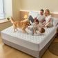 🛏️🛡️ PROMO FLASH 54% ! Ensemble de Protection de Matelas & Taies d'Oreiller Imperméable – Anti-Acarien, Surface Matelassée Douce, Lavable Machine, pour un Sommeil Sain & Hygénique ✨