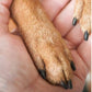 🐕 50% DE RÉDUCTION ! 🔥 Lime à Griffes en Bois pour Animaux – Patins Remplaçables & Douce pour les Pattes – Idéale pour Chiens, Chats ou Petits Animaux – Toilettage Silencieux et Précis ✨