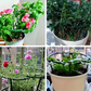 🌱 PROMO LIMITÉE 50% DE RÉDUCTION ! 🔗 Anneaux de Croissance Modulaires pour Plantes – Ajustables, Résistants & Réutilisables