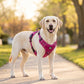 🐕 PROMO FLASH : 50% DE RÉDUCTION ! Harnais Gilet Robuste pour Chien – Design Anti-Traction, Réglage Multipoints & Doublure Respirante for une Randonnée, un Jogging et un Usage Quotidien en Toute Sécurité 🏔️✨