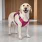 🐕 PROMO FLASH : 50% DE RÉDUCTION ! Harnais Gilet Robuste pour Chien – Design Anti-Traction, Réglage Multipoints & Doublure Respirante for une Randonnée, un Jogging et un Usage Quotidien en Toute Sécurité 🏔️✨