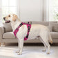 🐕 PROMO FLASH : 50% DE RÉDUCTION ! Harnais Gilet Robuste pour Chien – Design Anti-Traction, Réglage Multipoints & Doublure Respirante for une Randonnée, un Jogging et un Usage Quotidien en Toute Sécurité 🏔️✨