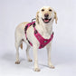 🐕 PROMO FLASH : 50% DE RÉDUCTION ! Harnais Gilet Robuste pour Chien – Design Anti-Traction, Réglage Multipoints & Doublure Respirante for une Randonnée, un Jogging et un Usage Quotidien en Toute Sécurité 🏔️✨