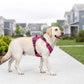 🐕 PROMO FLASH : 50% DE RÉDUCTION ! Harnais Gilet Robuste pour Chien – Design Anti-Traction, Réglage Multipoints & Doublure Respirante for une Randonnée, un Jogging et un Usage Quotidien en Toute Sécurité 🏔️✨