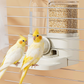 🐦 PROMO FLASH : 50% DE RÉDUCTION ! Mangeoire et Abreuvoir Automatique 2-en-1 pour Cage à Oiseaux – Alimentation par Gravité, Fixation Ajustable & Réservoirs Transparents for un Accès Continu à la Nourriture et à l'Eau 💧✨