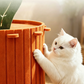 🥕 -50% ! 🐱 Nichouette Confortable pour Chat en Forme de Carotte – Feutre Premium – 40×40×30/40 cm – Repos, Griffage & Cachette 3-en-1 🧶