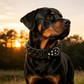 🐕 -50% ! 🔒 Collier pour Chien en Cuir PU à Pointes – Anti-Morsure – Boucle Métallique Anti-Rouille – Anneau en D – Tailles XS à L – Noir 🐾