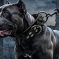 🐕 -50% ! 🔒 Collier pour Chien en Cuir PU à Pointes – Anti-Morsure – Boucle Métallique Anti-Rouille – Anneau en D – Tailles XS à L – Noir 🐾