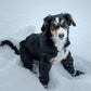 🐾 PROMO FLASH : 50% DE RÉDUCTION ! Bottes Ajustables pour Chien avec Sangles – Semelles Caoutchouc Durables & Bandes Réfléchissantes for une Protection des Pattes en Toutes Saisons ✨